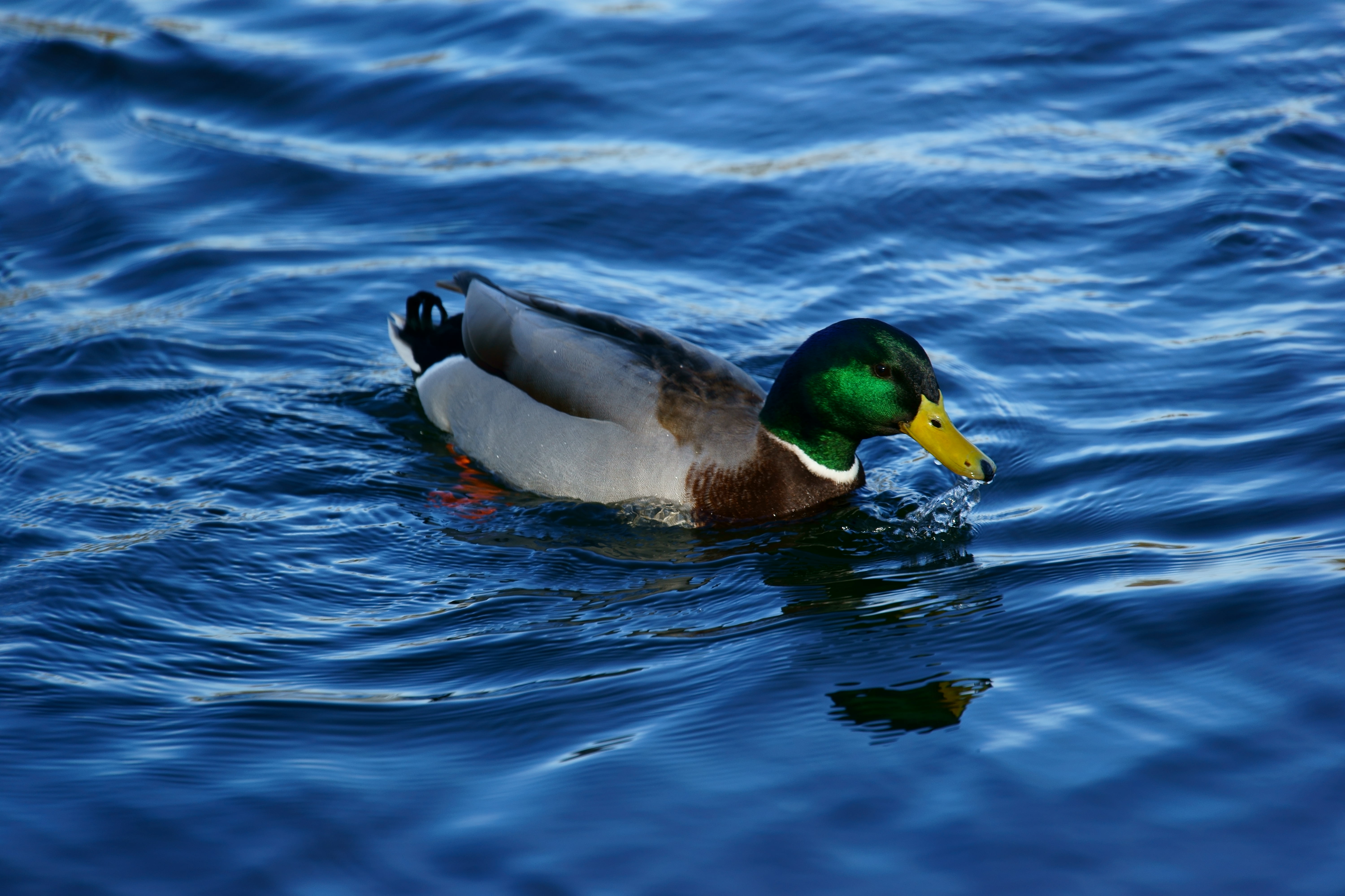 Duckswim