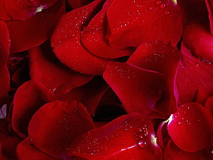shallow focus photography of red petals