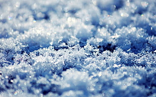 snow flakes, snow, macro