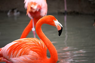 orange and white flamingo on body of water HD wallpaper