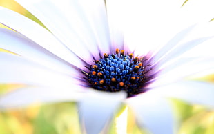 white and purple osteospermum flower closeup photography at daytime HD wallpaper