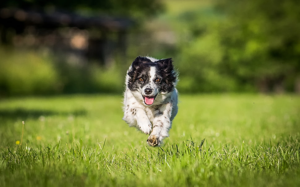 photography of white and black Australian Shepherd dog running on green grass field during daytime HD wallpaper