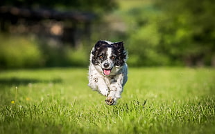 photography of white and black Australian Shepherd dog running on green grass field during daytime
