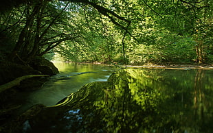lake in between green trees during daytime HD wallpaper