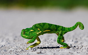 green chameleon, animals, lizards, chameleons, ground