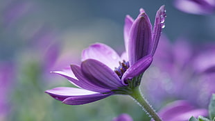 purple flowering plant, macro, flowers, purple flowers HD wallpaper