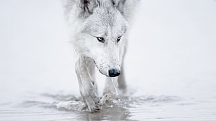 white fox walking on water, wolf, animals