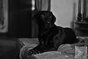 short-coated black dog, dog, Labrador Retriever, animals, monochrome