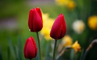 three red tulip flowers on selective focus photography