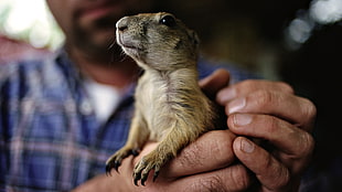 person holding brown mouse