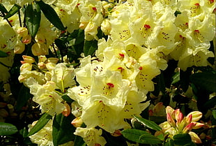 yellow cluster flower in closeup photo