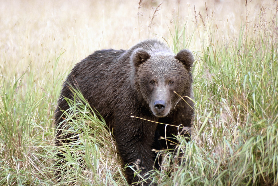 black bear on green grass during day time HD wallpaper