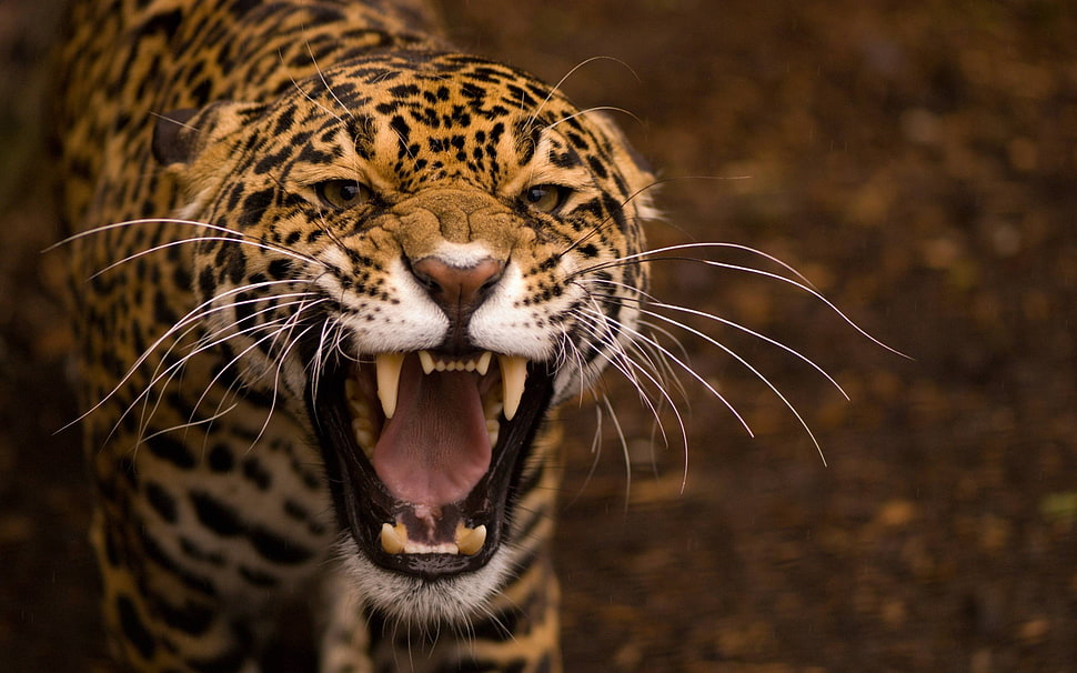brown and black leopard, animals, teeth, Jaguar, jaguars HD wallpaper