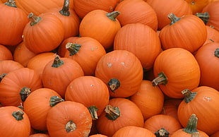 orange pumpkins lot