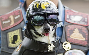dog wearing black and yellow helmet and sunglasses