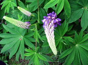 closeup photo of purple and white petal flowers beside leaves