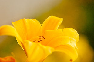 yellow petaled flower in closeup photography HD wallpaper