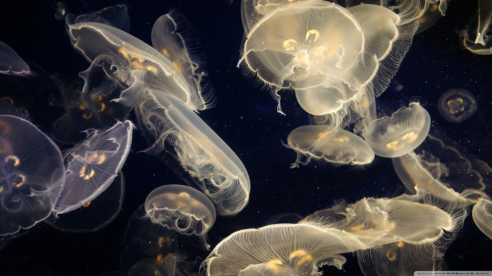 jellyfish lot, water, sea, Medusa, jellyfish HD wallpaper