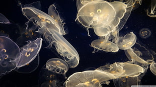 jellyfish lot, water, sea, Medusa, jellyfish