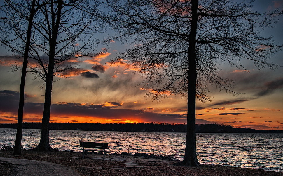 three bare trees, landscape, nature HD wallpaper