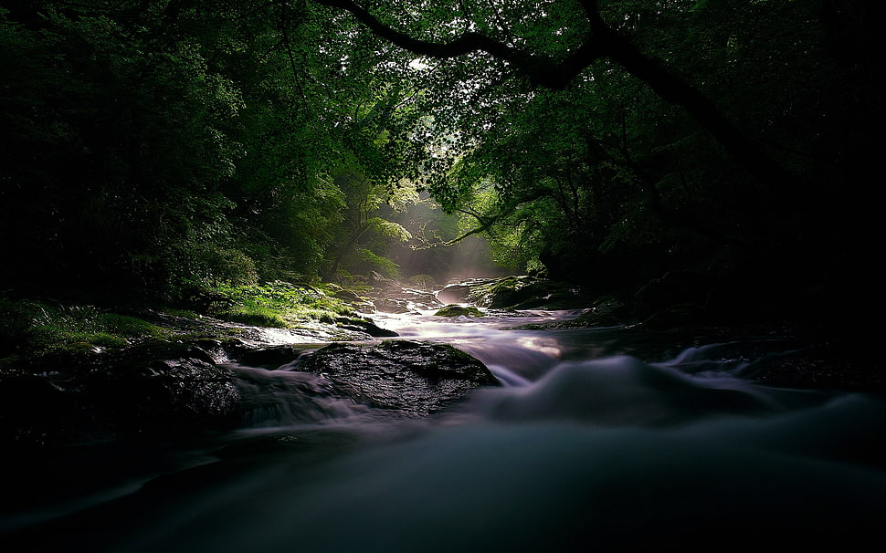 water stream surrounded by trees HD wallpaper