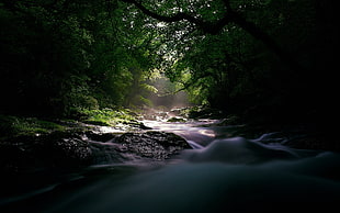 water stream surrounded by trees HD wallpaper