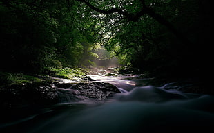water stream surrounded by trees