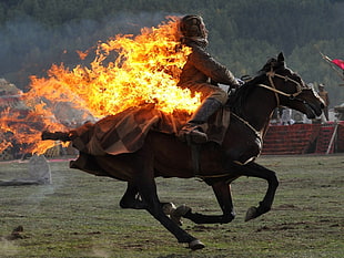 brown horse, fire, horse, burning