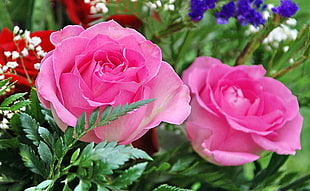 shallow focus photography of pink artificial roses