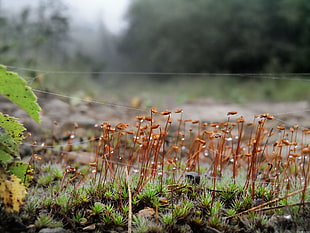 brown plants and spider webs close up focus photo