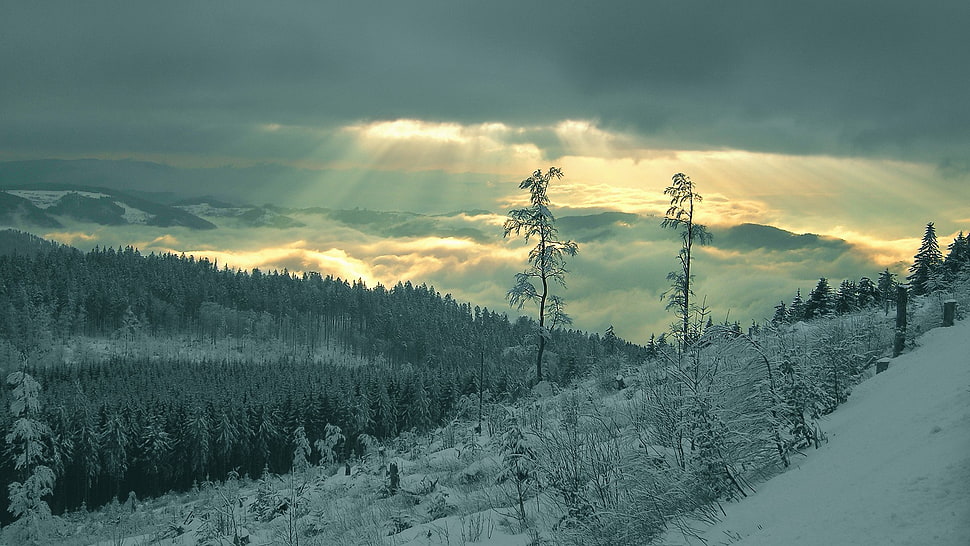 white snow field with trees, forest, wood, nature, winter HD wallpaper