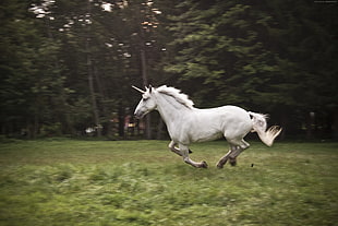 white horse on green grasses