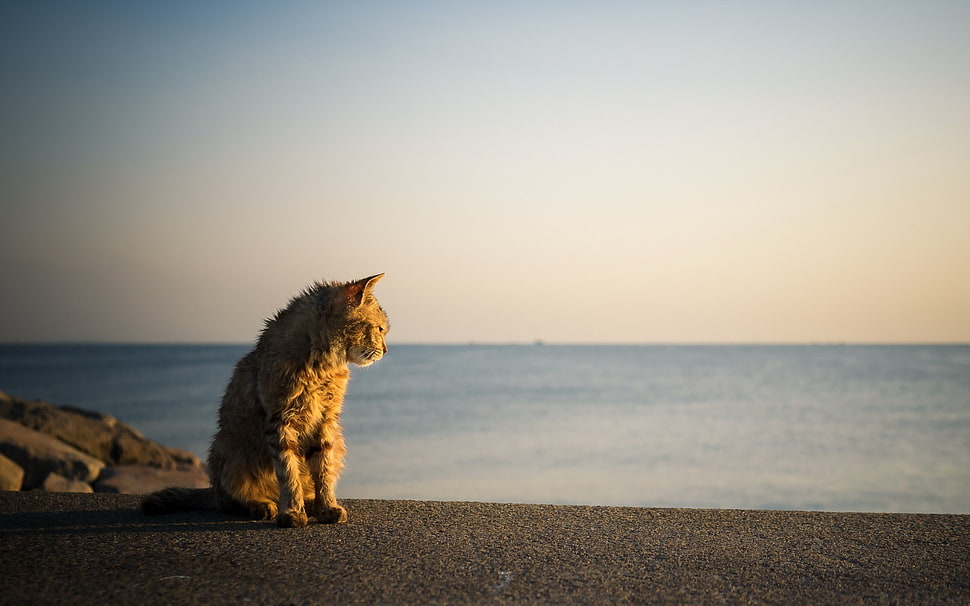 gray tabby cat, beach, cat, animals HD wallpaper