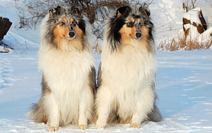 two Adult long-coat white-and-tan dog sitting together on snow