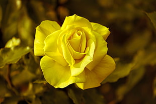 close up photo of yellow petaled flower