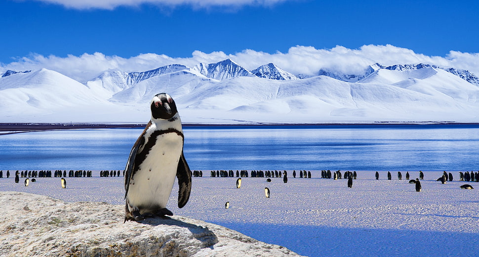 Penguin Under blue sky HD wallpaper
