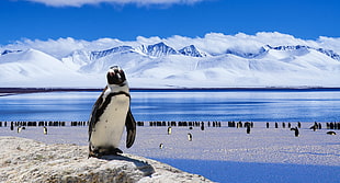 Penguin Under blue sky