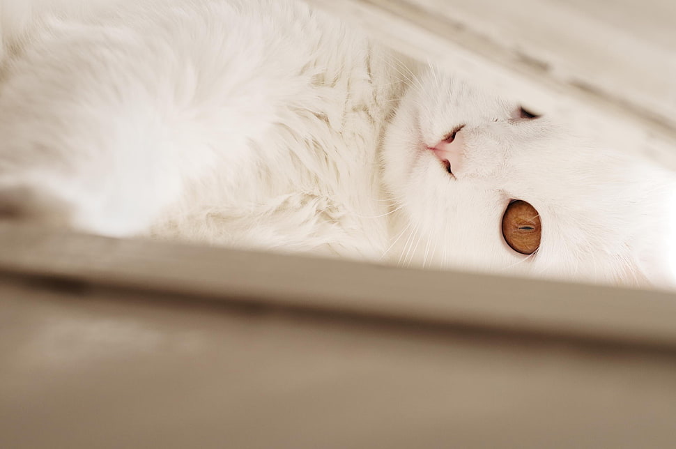 long-coated white cat HD wallpaper
