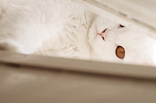 long-coated white cat