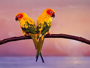 two yellow-red birds on trunk poster