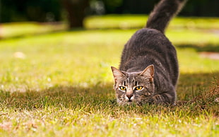 gray bullseye cat on green grass field during daytime