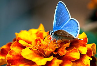 selective photography of Common Blue butterfly on top of orange petaled flowers