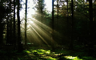 green woods, forest, sun rays, nature HD wallpaper
