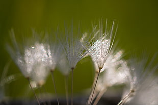 macro photography of white plants, dandelion