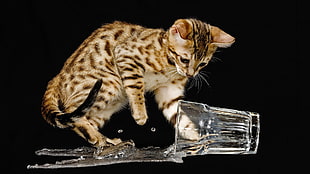 Bengal kitten, animals, cat, glass, liquid