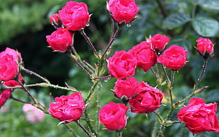 pink roses surrounded by green leaves