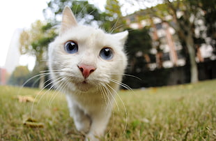 short-furred white cat, cat, animals