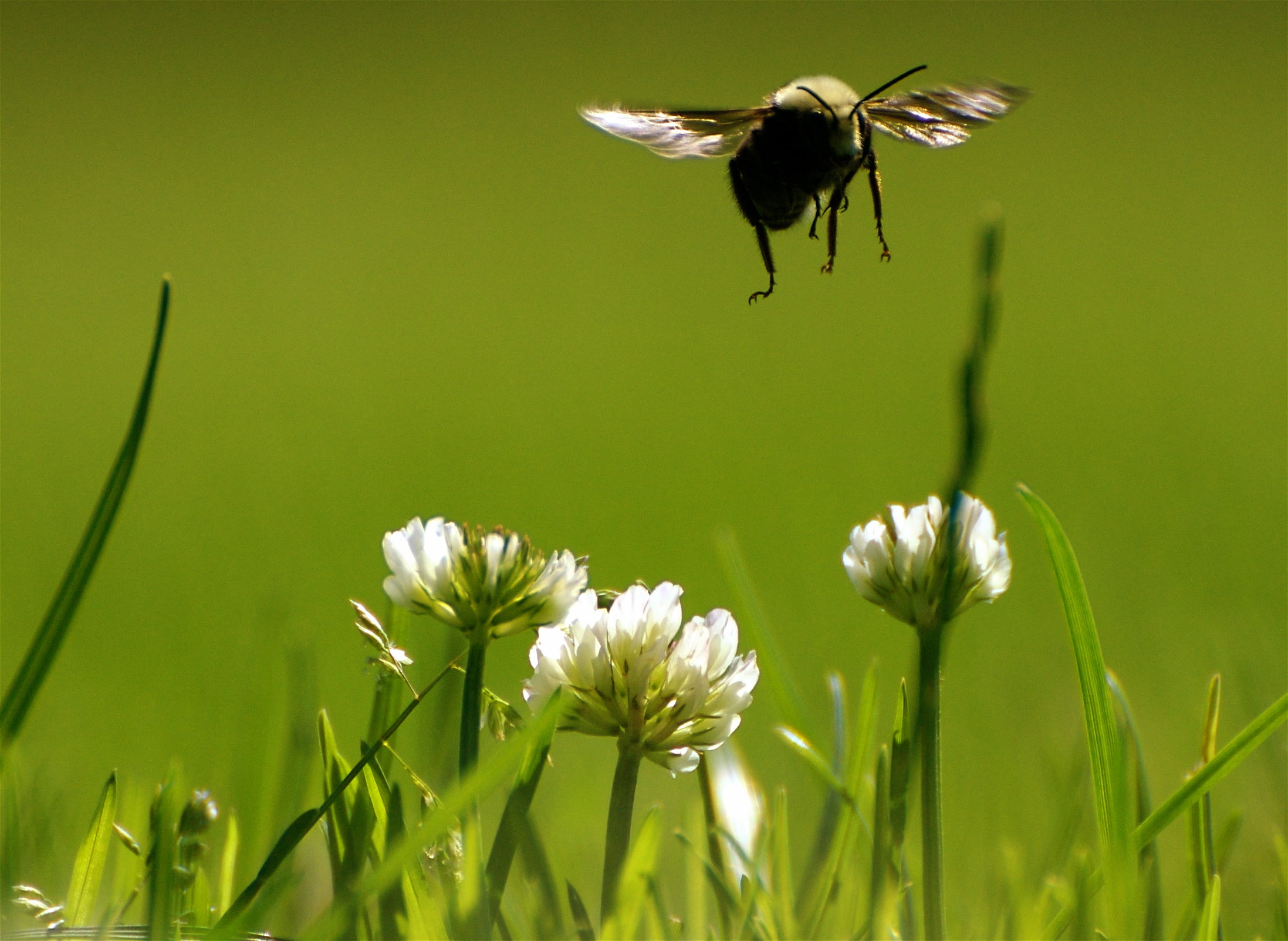 black and gray bee near white petaled flower photography, bumble bee