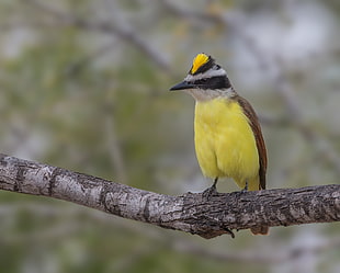 yellow and brown bird perched on brown tree branch at daytime, great kiskadee