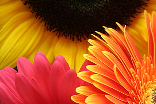 sunflower and pink daisy flower illustration HD wallpaper